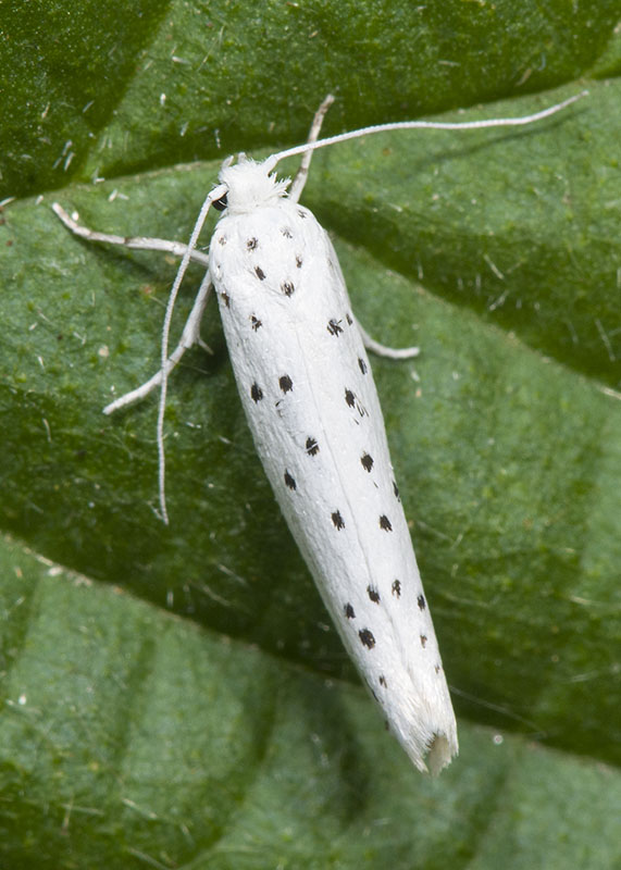 Yponomeutidae